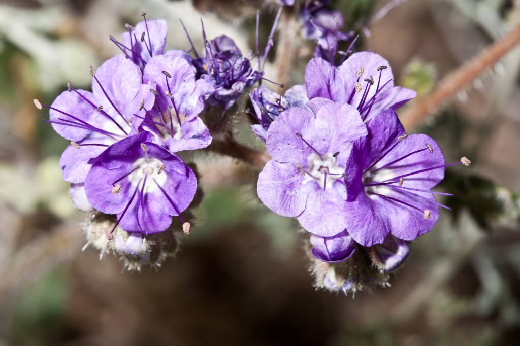  Death Valley Phacelia
