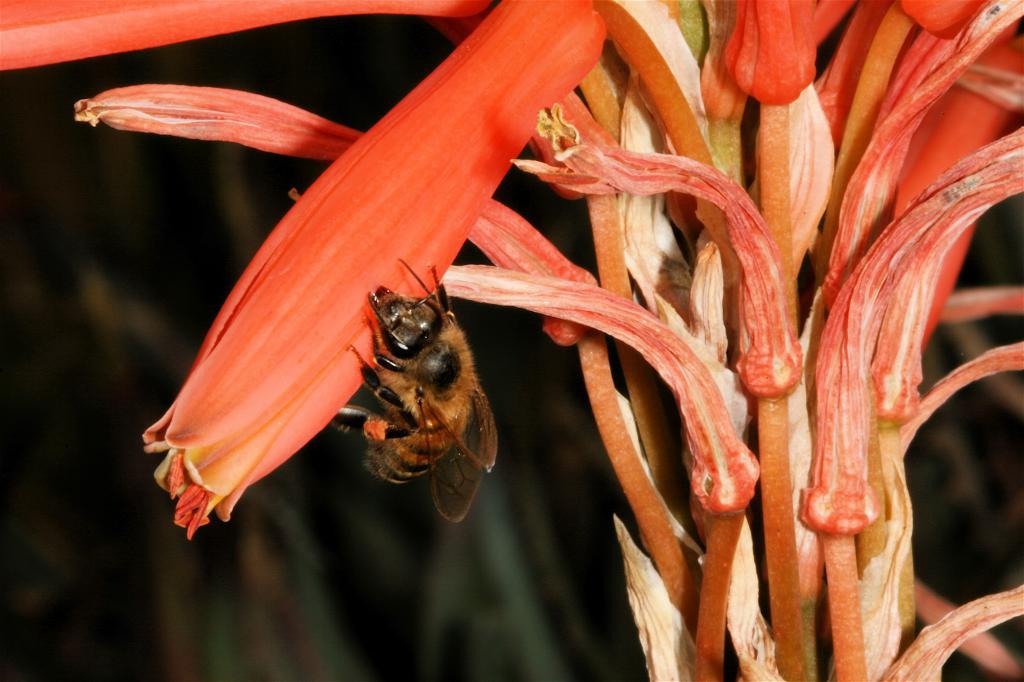 Bee on Pink Flower