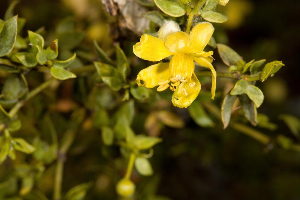 Creosote Bush Flower