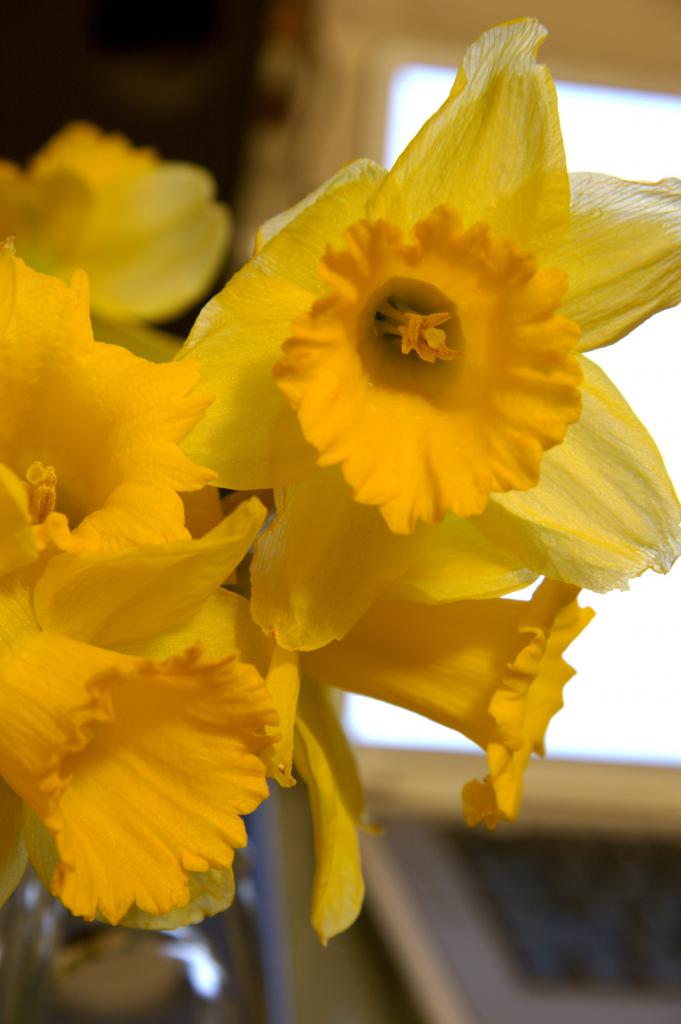 Daffodil and Powerbook