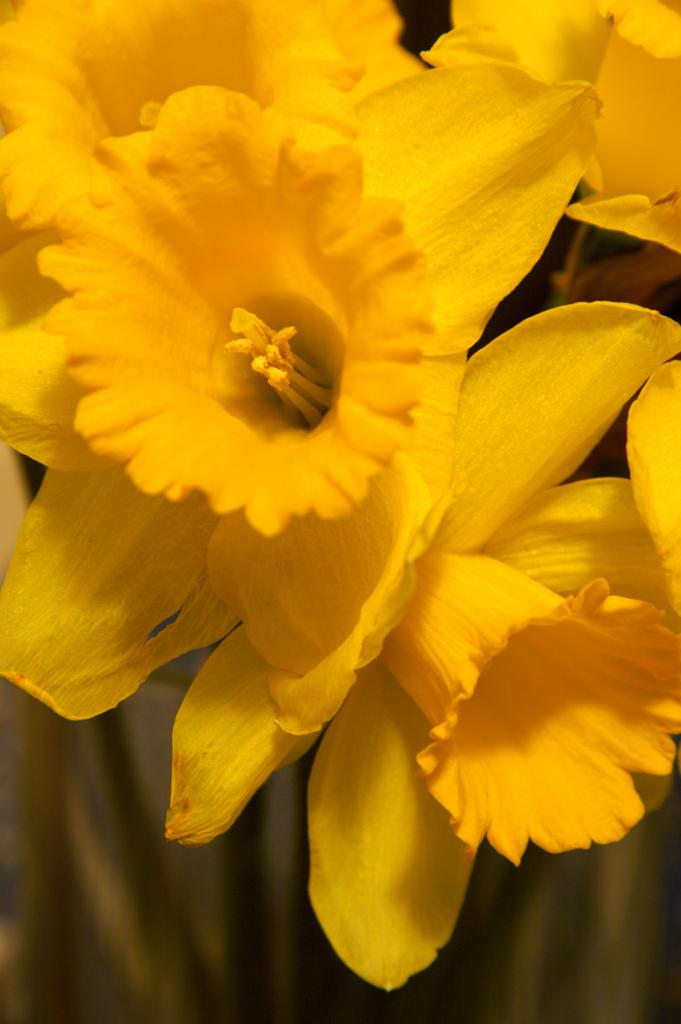 Daffodil