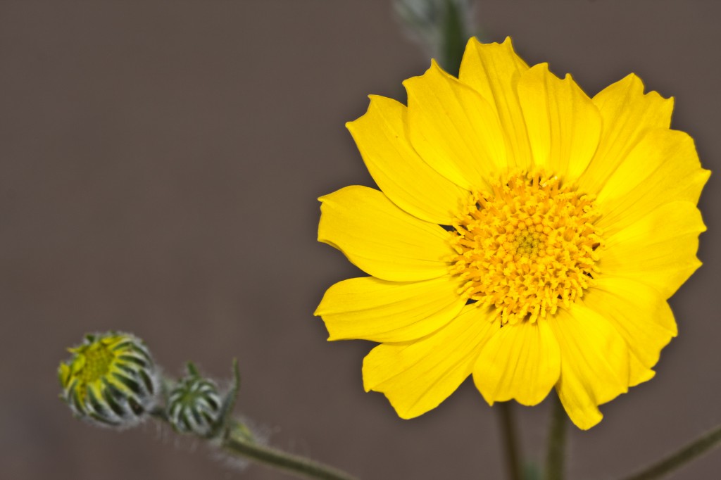 Desert Sunflower