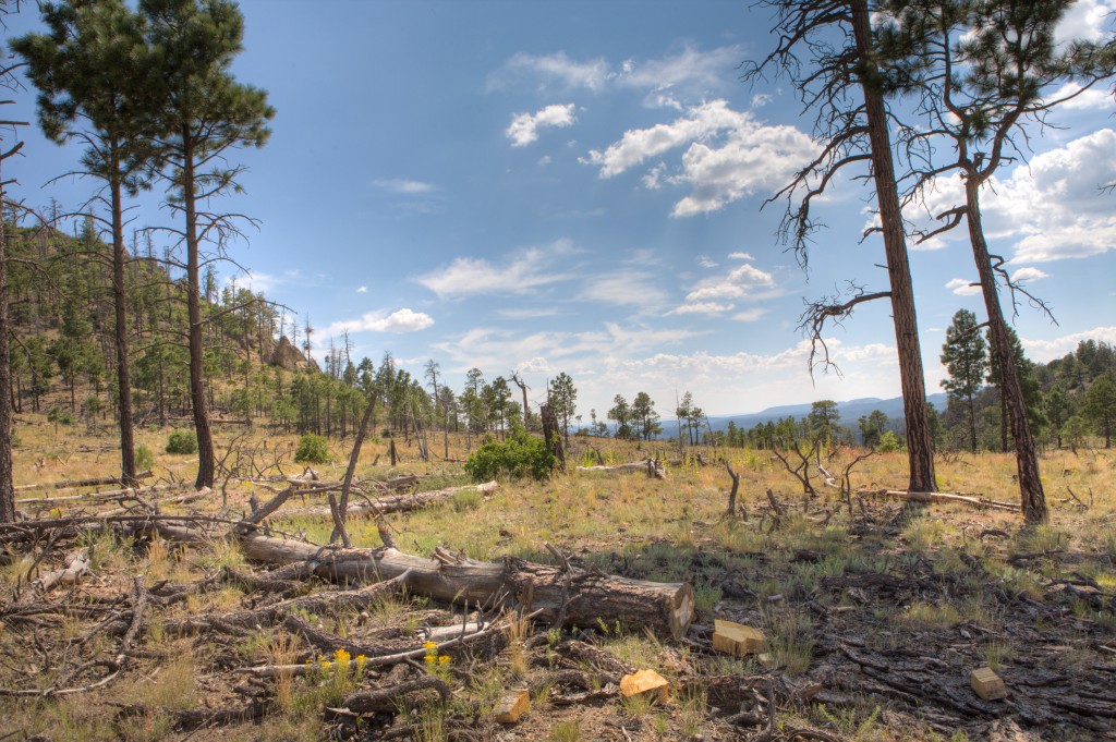 Dome Wilderness