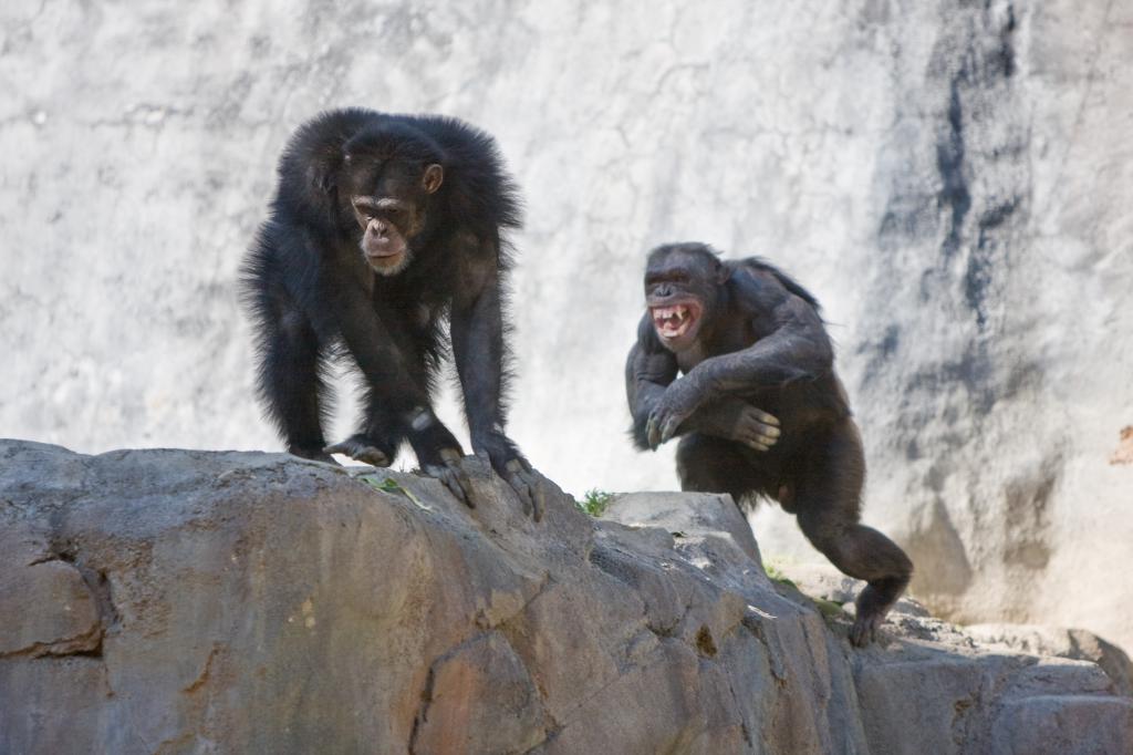 Fighting Chimps