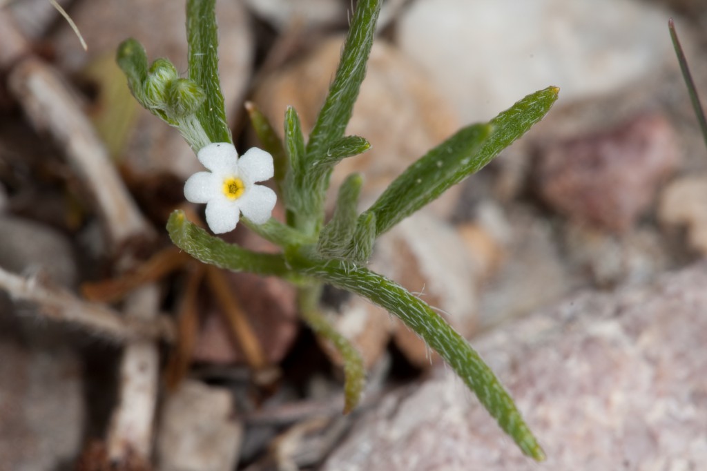 Forget Me Nots
