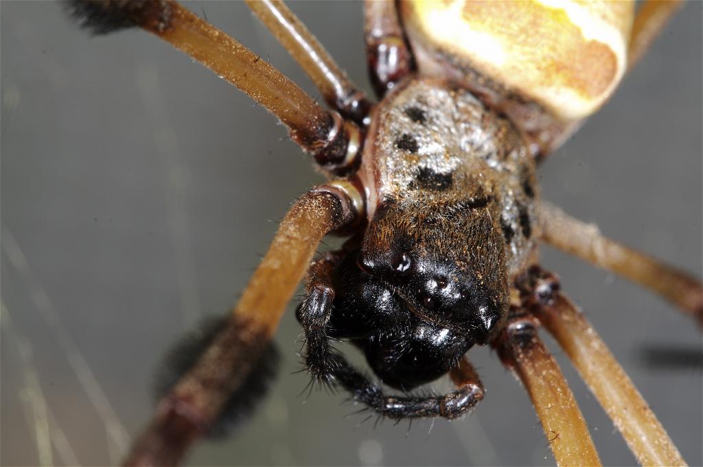 Giant Orb Weaver