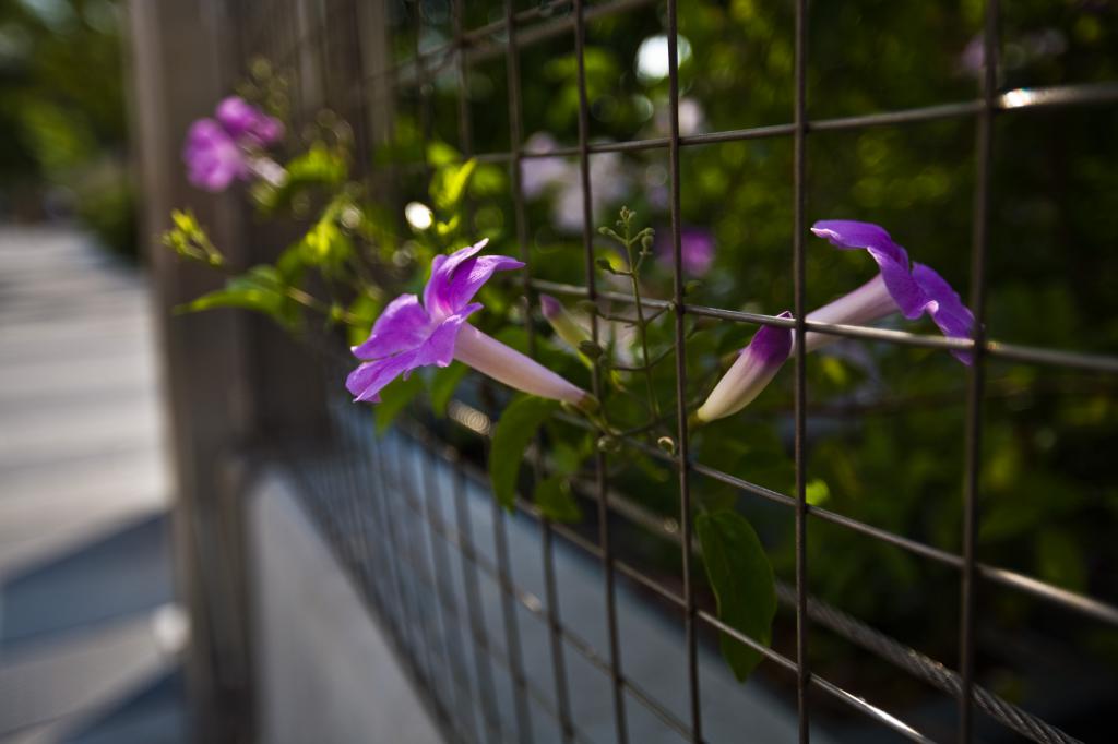 Morning Glory Through Fence