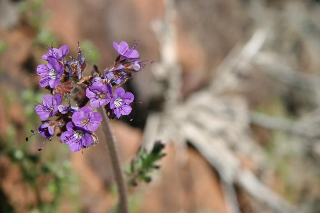 Notch-leaf Phacelia