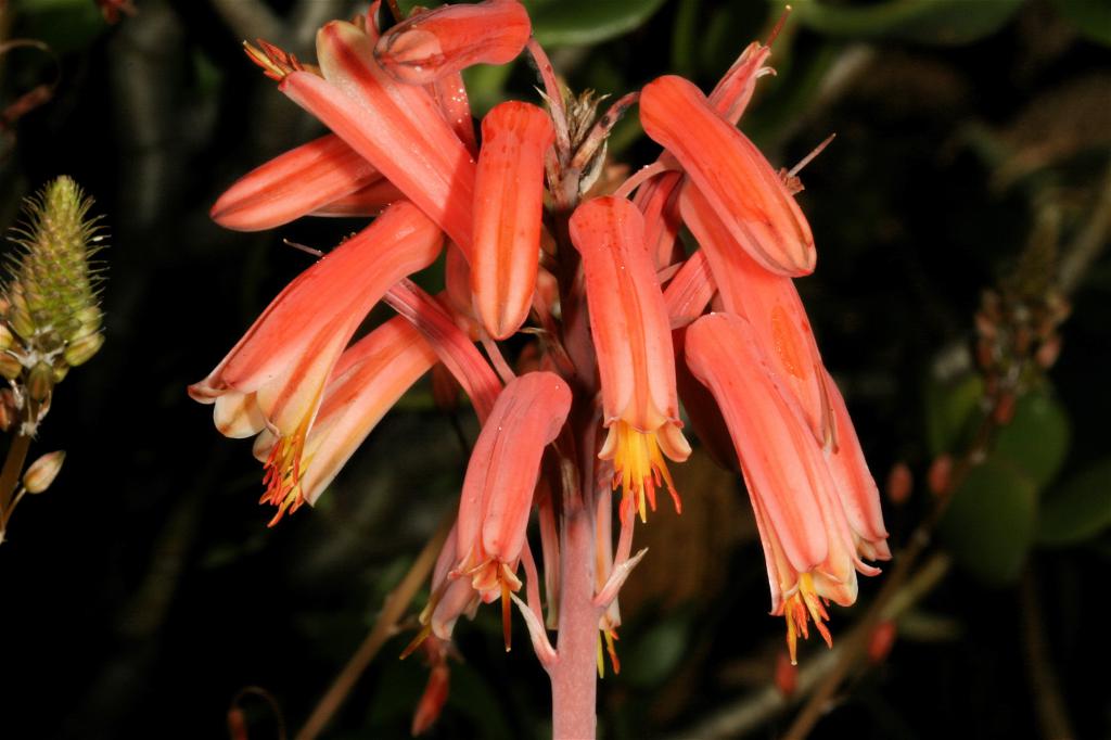 Pink Flowers