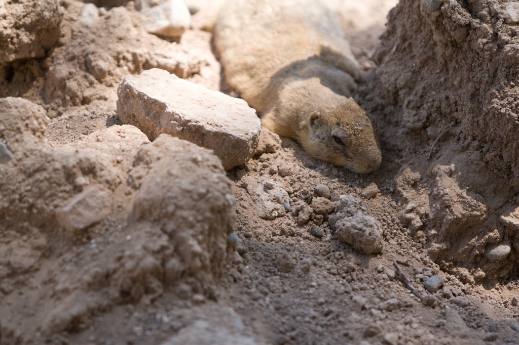 Prairie Dog in the Dirt
