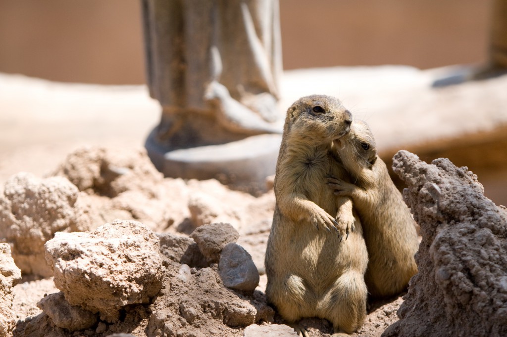 Prairie Dogs Kissing