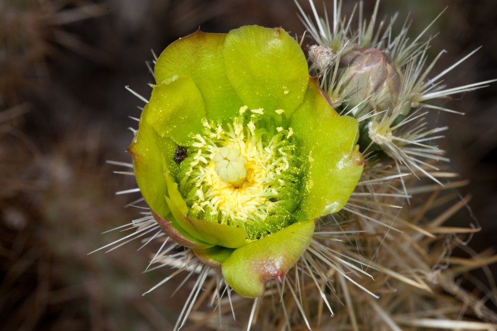 Silver Cholla Cactus Flower
