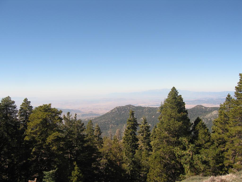View From Midway Up