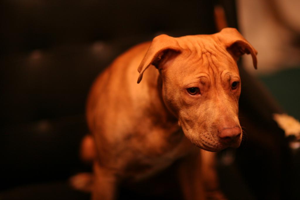 Whiskey