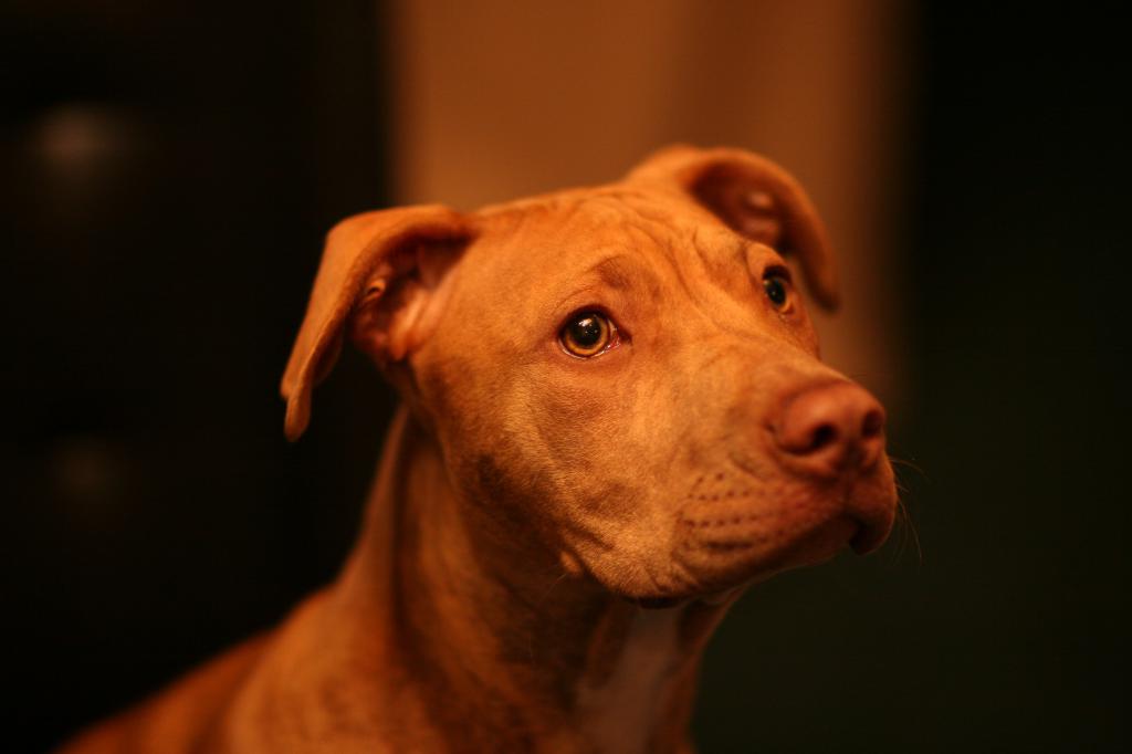 Whiskey