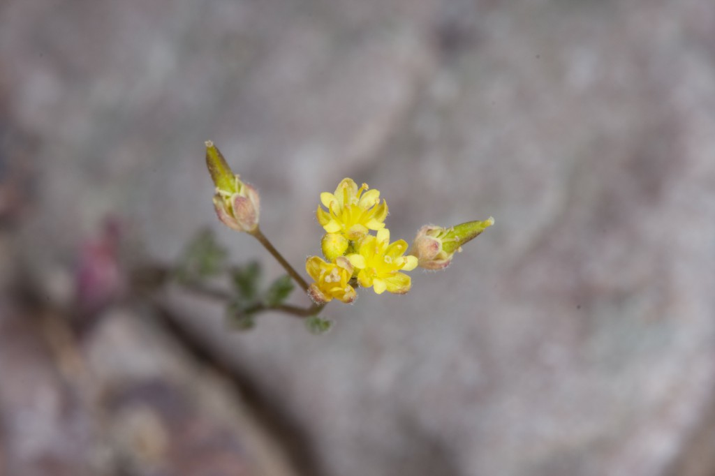 Yellow Flower