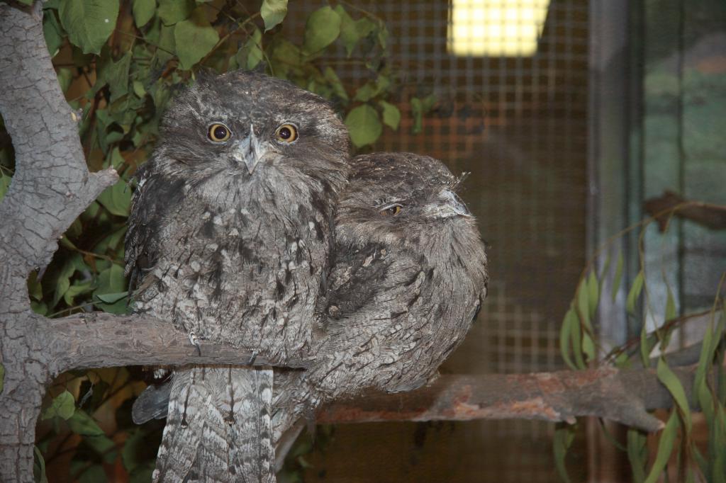 baby owls