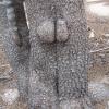 butt tree