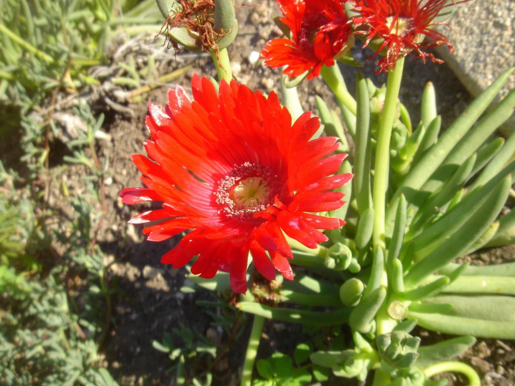 cactus flower