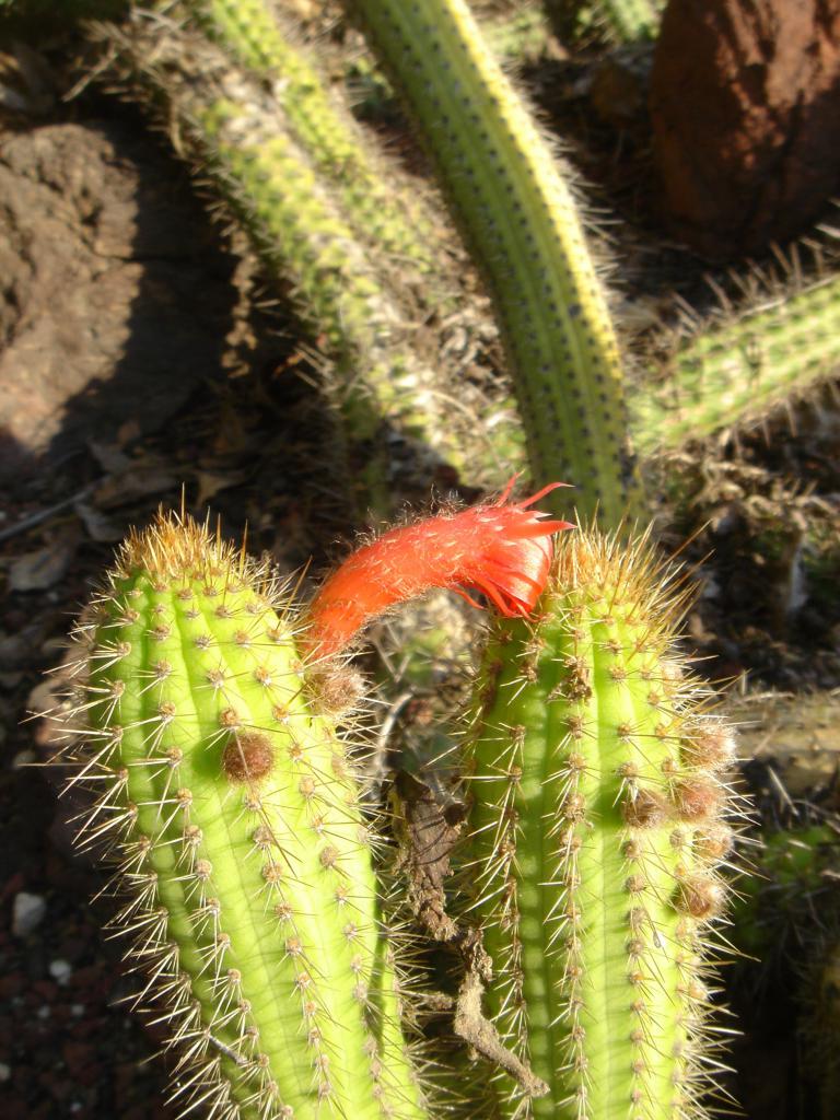 cactus flower pink
