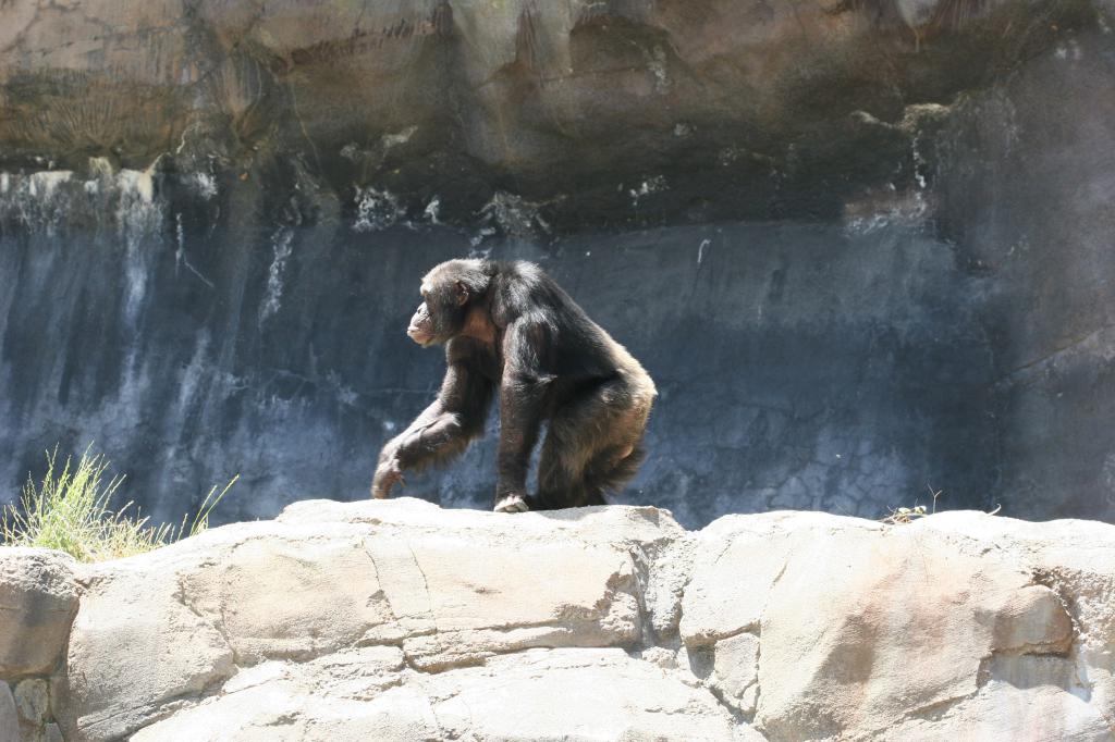 chimp