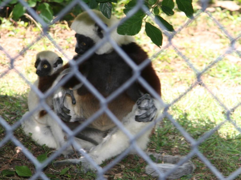 cutest baby lemur ever