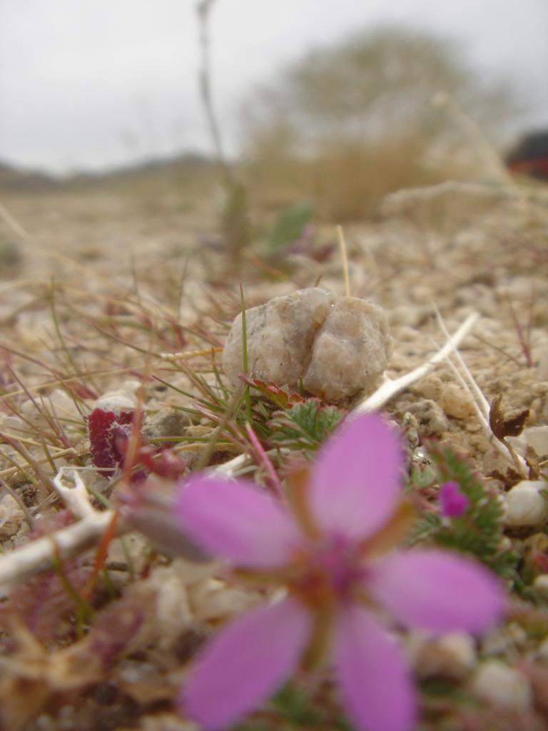 desert wildflower