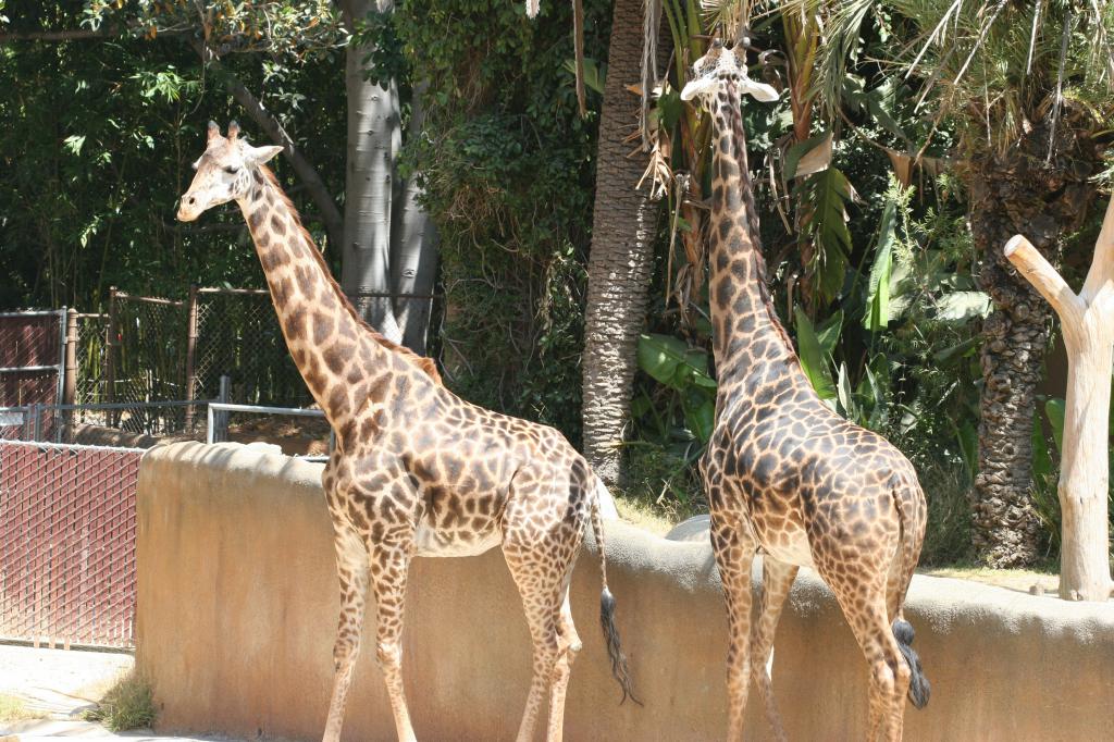 giraffes