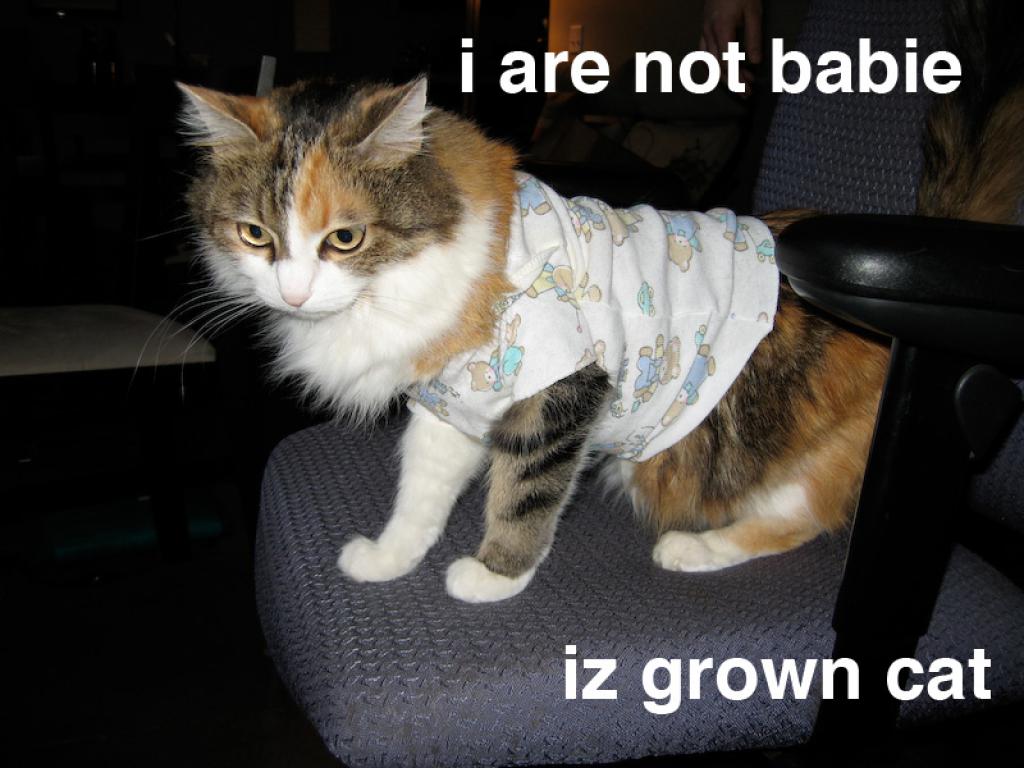 i-are-not-babie--iz-grown-cat_30912_j0wm