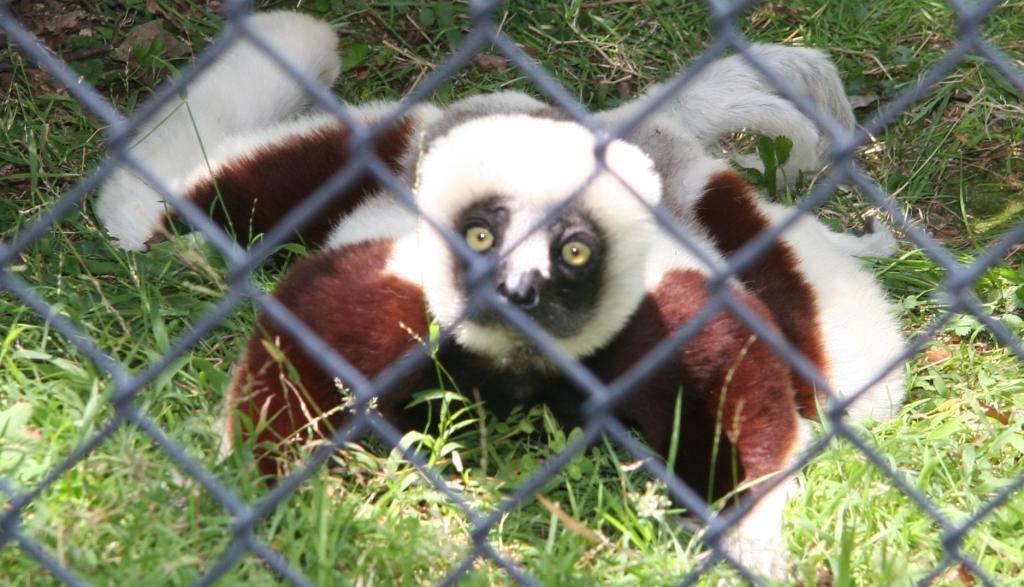 lemur