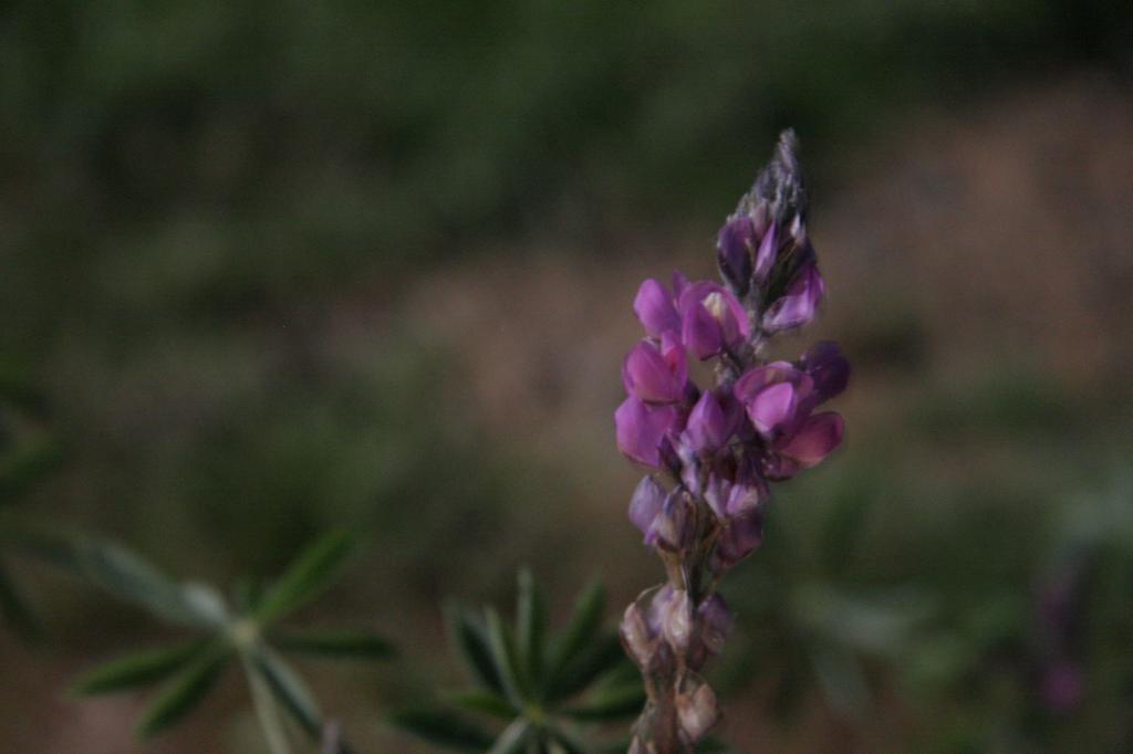 moonlit desert lupine