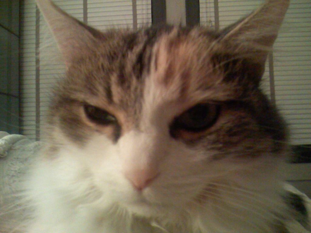 oh hai.