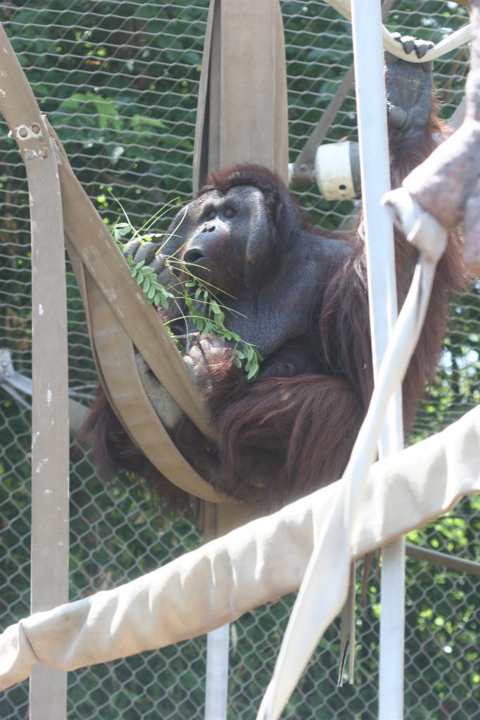 orangutan