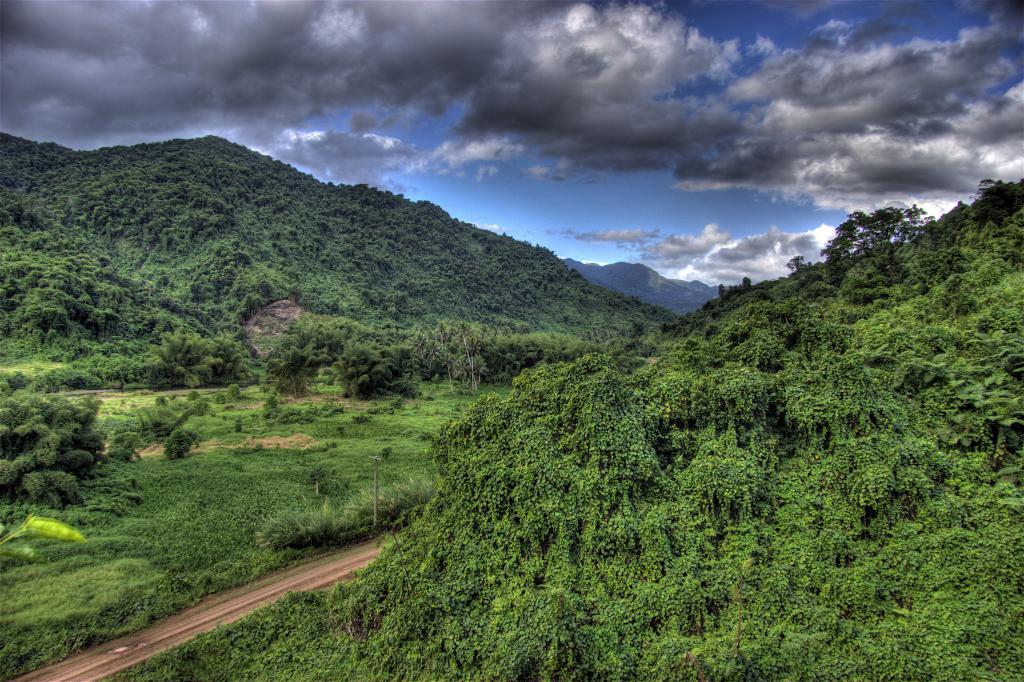 Fiji Rainforest