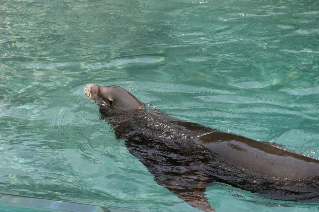 sea lion