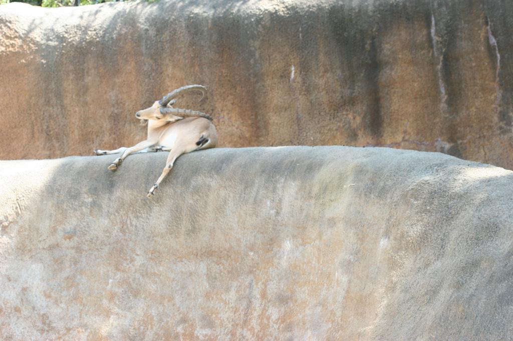 sheep scratching butt with horns