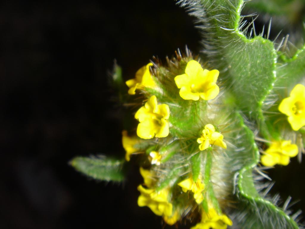 thorny yellow wildflowers - 1