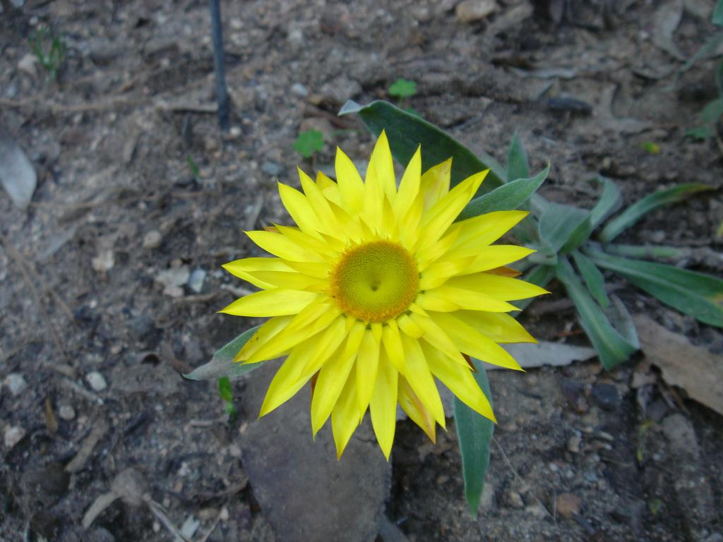 yellow flower