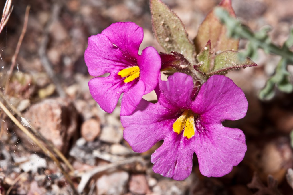 Bigelow&#39;s Monkeyflower