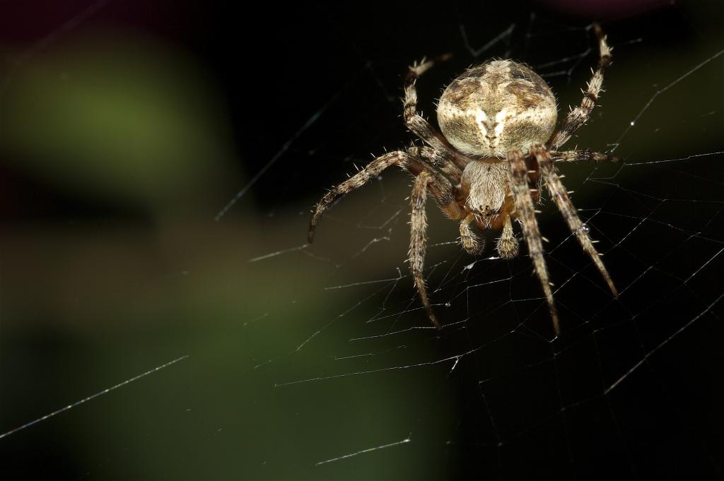 Common Orb Weaver