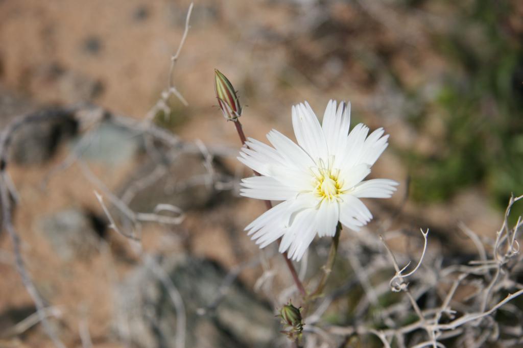 Desert Chicory
