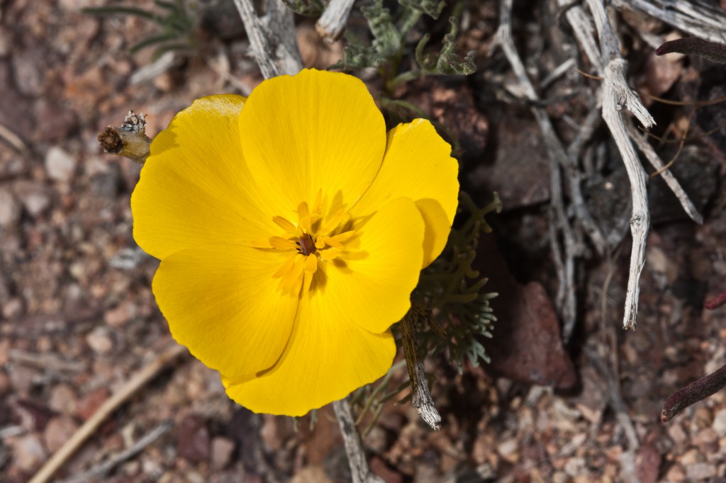 Desert Gold Poppy