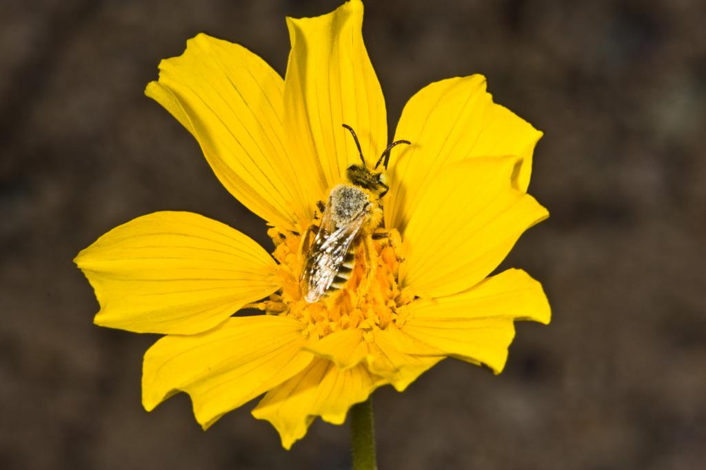 Desert Sunflower