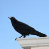 avalonian crow