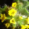 thorny yellow wildflowers - 5