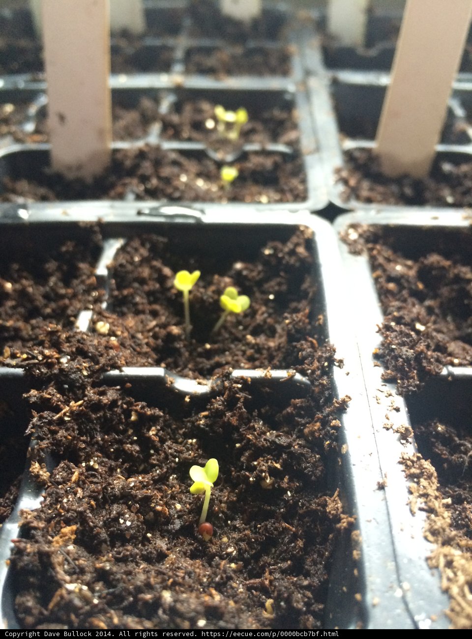 Growing Greens in Clay Planters