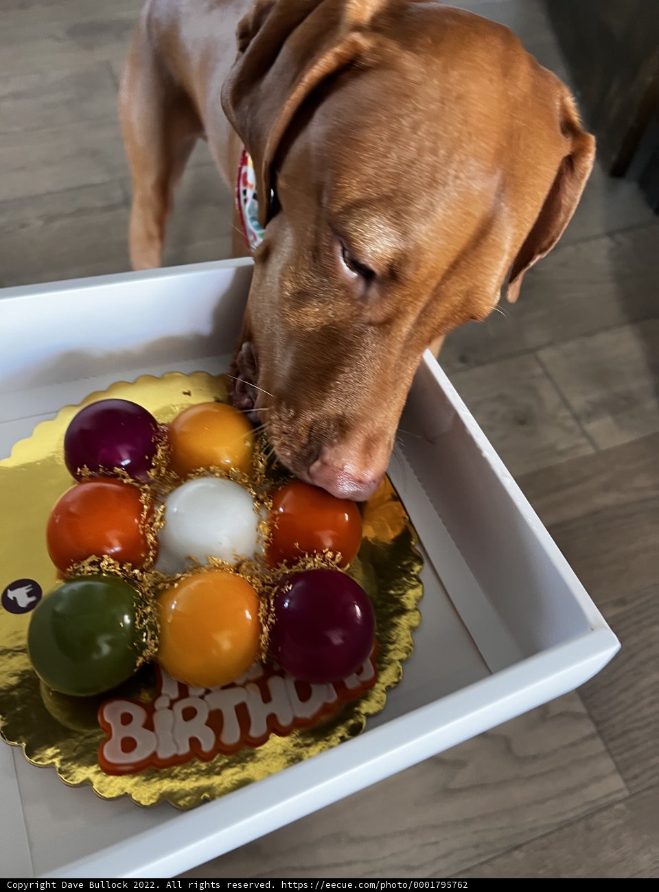 Cake & Balls - A Dog's Delight