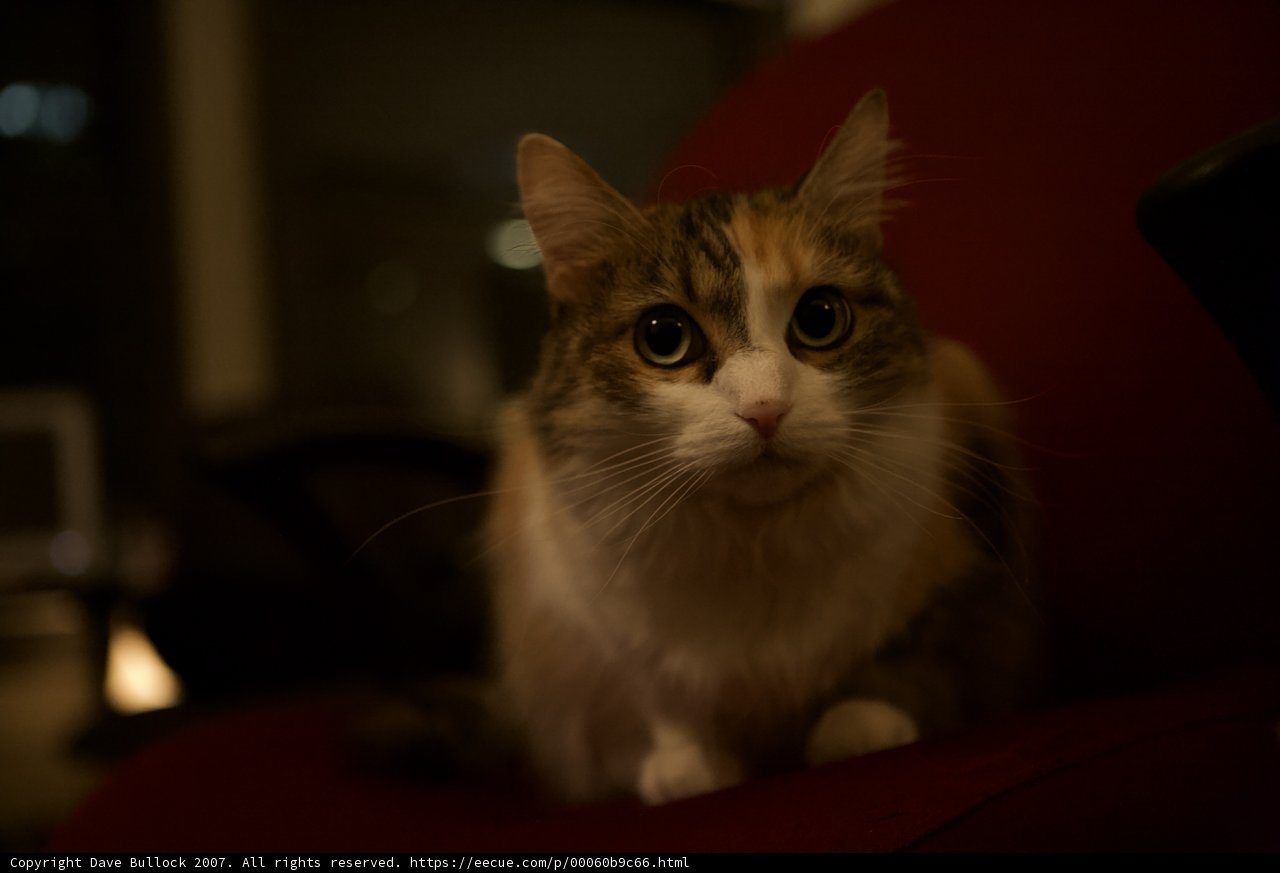 Midnight Lounging