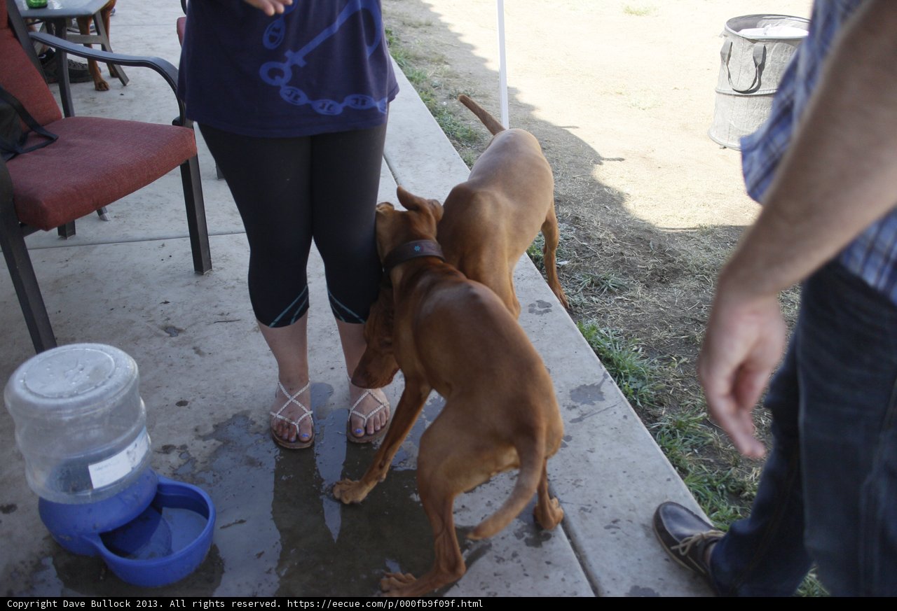 A Woman and Her Canine Companion Enjoy the Afternoon on the Patio