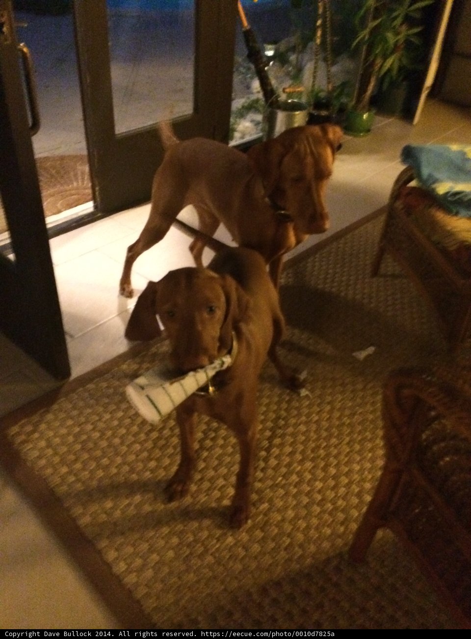 Canine Companions at the Doorway